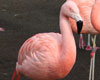 flamingo information