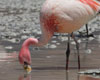 flamingo facts
