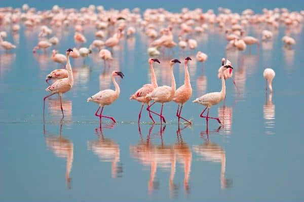 Lesser Flamingos Walking At Nakuru Lake