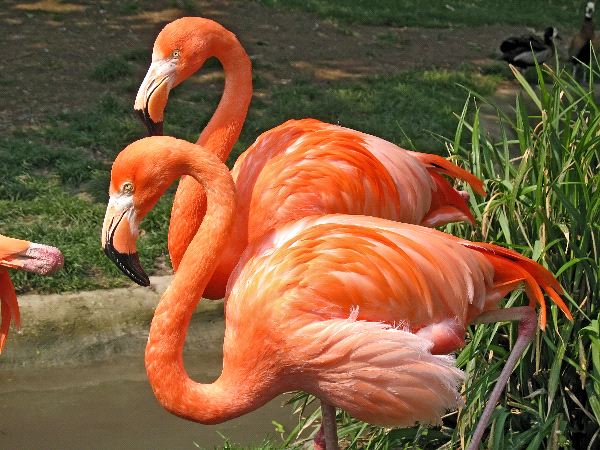 Two American Flamingos