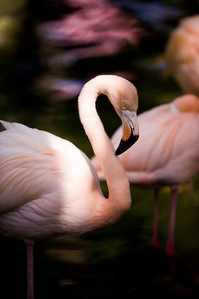 Interesting facts about Flamingos