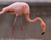facts about flamingos