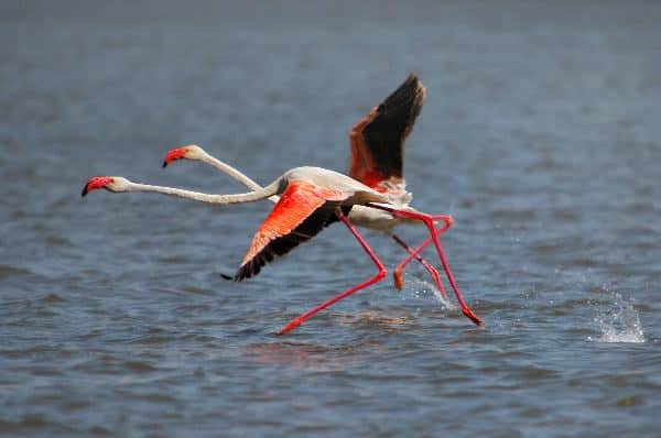 flamingo running