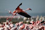 Lesser Flamingo In Flight At Lake Nakuru