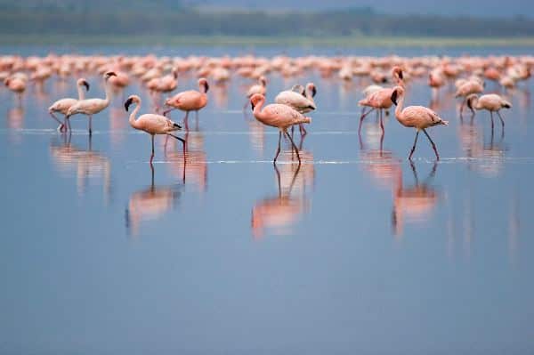 Lesser Flamingos At Nakuru Lake