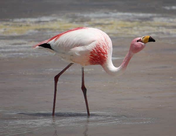 Puna_Flamingo_or_James_Flamingo_600