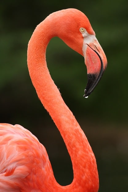 American Flamingo Characteristics