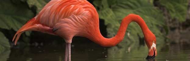 American Flamingo Facts