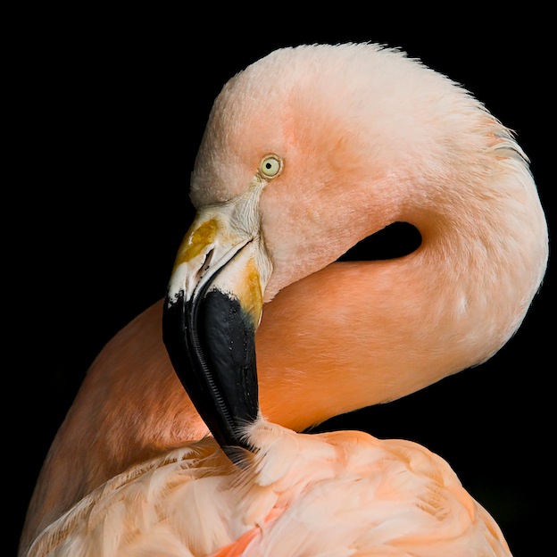 Information about the anatomy of flamingos