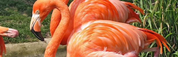 Flamingos in Captivity