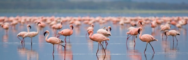 Flamingos in Culture