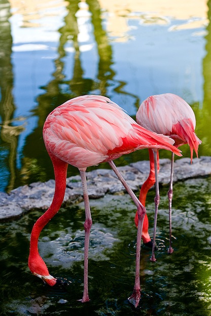What do Flamingos Eat?