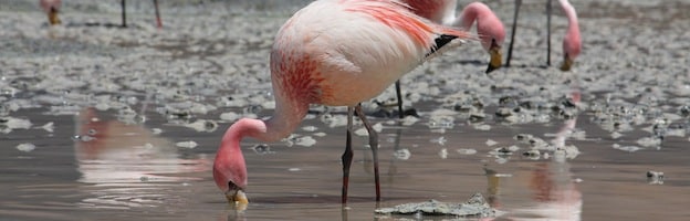 Flamingo Feeding