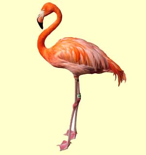 top flamingo facts