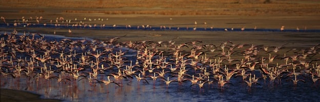 Flamingo Habitat