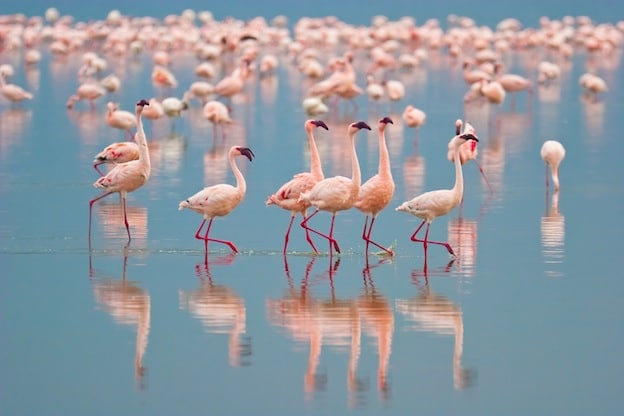 Flamingo Habitat and Distribution
