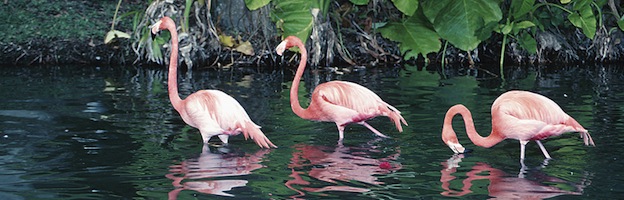 Flamingos and Humans