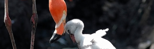 Flamingo Reproduction