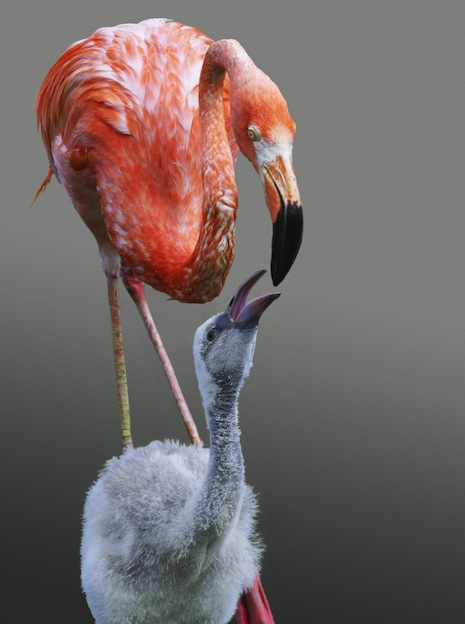 Information about the reproduction of flamingos