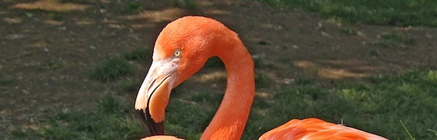 Flamingo Research