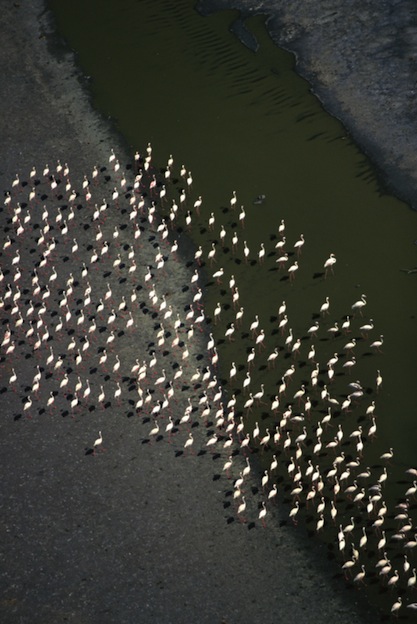 Social structure of Flamingos