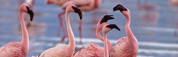 Flamingo Social Structure