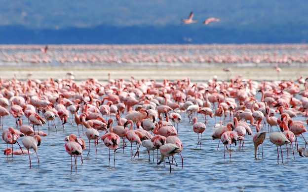 Flamingos social behavior