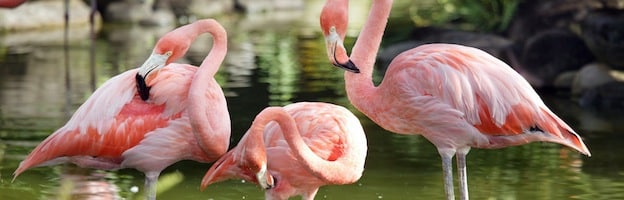 Flamingo Species